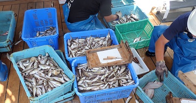 原料のハタハタ（漁獲後の選別・サイズ組成の測定）